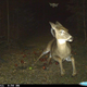 Image for article titled The Very Best Camera Trap Photography